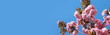 Sakura gökyüzüne karşı çiçek açıyor. Güzel pembe sakura çiçekleri. Çiçekler yakın plan. Bahar arka planı. Parkta çiçek açan sakura. Kopyalama alanı olan pankart