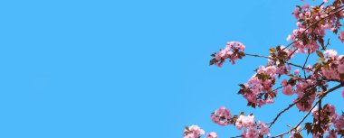 Sakura gökyüzüne karşı çiçek açıyor. Güzel pembe sakura çiçekleri. Çiçekler yakın plan. Bahar arka planı. Parkta çiçek açan sakura. Kopyalama alanı olan pankart