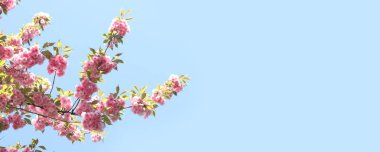 Sakura gökyüzüne karşı çiçek açıyor. Güzel pembe sakura çiçekleri. Çiçekler yakın plan. Bahar arka planı. Parkta çiçek açan sakura. Kopyalama alanı olan pankart