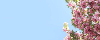 Sakura gökyüzüne karşı çiçek açıyor. Güzel pembe sakura çiçekleri. Çiçekler yakın plan. Bahar arka planı. Parkta çiçek açan sakura. Kopyalama alanı olan pankart