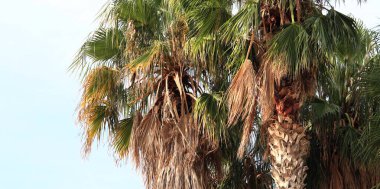 Gökyüzünde yeşil yaprakları olan güzel palmiye ağaçları. Tropikal ağaç. Palmiye yaprakları. Doğa ve tatil kavramı