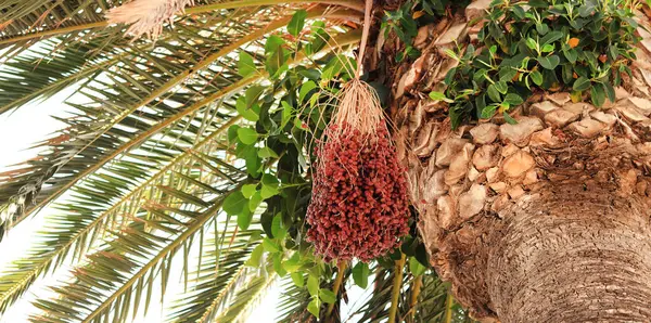 Gökyüzünde yeşil yaprakları olan güzel palmiye ağaçları. Tropikal ağaç. Palmiye yaprakları. Doğa ve tatil kavramı