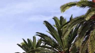 Gökyüzünde yeşil yaprakları olan güzel palmiye ağaçları. Tropikal ağaç. Rüzgarda sallanan palmiye yaprakları. Doğa ve tatil kavramı