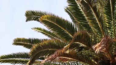 Gökyüzünde yeşil yaprakları olan güzel palmiye ağaçları. Tropikal ağaç. Rüzgarda sallanan palmiye yaprakları. Doğa ve tatil kavramı