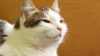 Evcil bir kedinin yüzüne yakın çekim. Sakin kedi. Evcil hayvan evde dinleniyor. Shorthair kedisi, melez. Bir kedinin portresi