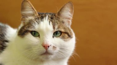 Evcil bir kedinin yüzüne yakın çekim. Sakin kedi. Evcil hayvan evde dinleniyor. Shorthair kedisi, melez. Bir kedinin portresi