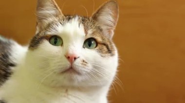 Evcil bir kedinin yüzüne yakın çekim. Sakin kedi. Evcil hayvan evde dinleniyor. Shorthair kedisi, melez. Bir kedinin portresi