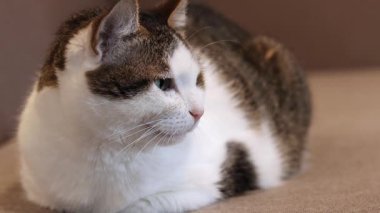 Evcil bir kedinin yüzüne yakın çekim. Sakin kedi. Evcil hayvan evde dinleniyor. Shorthair kedisi, melez. Bir kedinin portresi