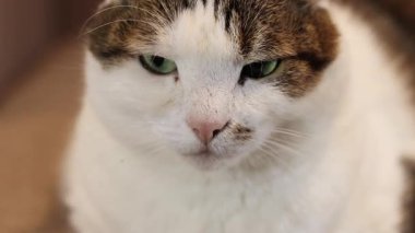 Evcil bir kedinin yüzüne yakın çekim. Sakin kedi. Evcil hayvan evde dinleniyor. Shorthair kedisi, melez. Bir kedinin portresi