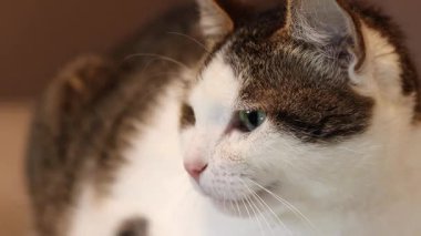 Evcil bir kedinin yüzüne yakın çekim. Sakin kedi. Evcil hayvan evde dinleniyor. Shorthair kedisi, melez. Bir kedinin portresi