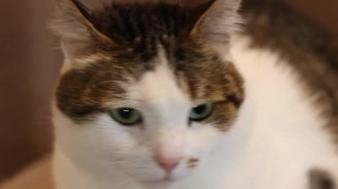 Evcil bir kedinin yüzüne yakın çekim. Sakin kedi. Evcil hayvan evde dinleniyor. Shorthair kedisi, melez. Bir kedinin portresi