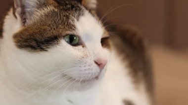 Evcil bir kedinin yüzüne yakın çekim. Sakin kedi. Evcil hayvan evde dinleniyor. Shorthair kedisi, melez. Bir kedinin portresi