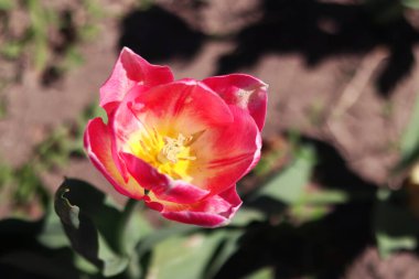 Çok parlak pembe lale, erkek organlar görünür, yakın plan. Seçici odaklı çiçek. Bahar arka planı. Büyüyen çiçekler. Parkta pembe lale