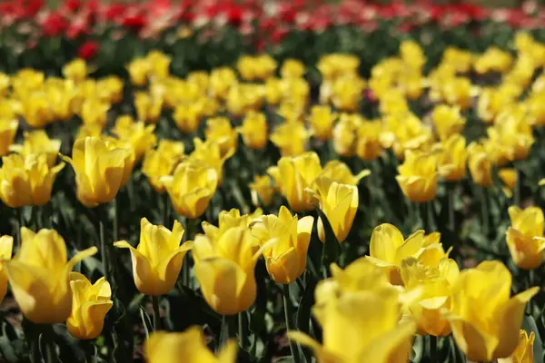 Lale tarlası. Parlak lalelerden oluşan güzel bir manzara. Çiçek manzarası. Doğa. Toplu lalelerin çiçek açtığı bir dönem. Park
