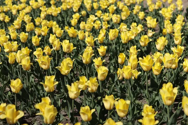 Lale tarlası. Parlak lalelerden oluşan güzel bir manzara. Çiçek manzarası. Doğa. Toplu lalelerin çiçek açtığı bir dönem. Park