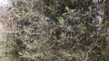 Zeytin ağacı. Çiçekli zeytin ağacı, yakın plan. Ağaç dalları rüzgarda sallanıyor. Zeytin ağacı yaprakları. Bahar. Doğa arkaplanı