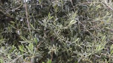 Zeytin ağacı. Çiçekli zeytin ağacı, yakın plan. Ağaç dalları rüzgarda sallanıyor. Zeytin ağacı yaprakları. Bahar. Doğa arkaplanı