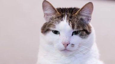 Evcil kedinin yüzüne yakın çekim. Sakin kedi, gri duvara yaslanmış. Evcil hayvan evde dinleniyor. Shorthair kedisi, melez. Kedi portresi