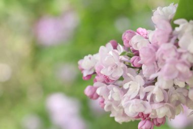 Leylak çalılarının çiçek açtığı yakın plan. Seçici odaklı güzel leylak çiçekleri. Çiçek arkaplan. İlkbaharda doğa