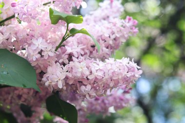 Leylak çalılarının çiçek açtığı yakın plan. Seçici odaklı güzel leylak çiçekleri. Çiçek arkaplan. İlkbaharda doğa