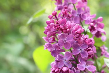 Leylak çalılarının çiçek açtığı yakın plan. Seçici odaklı güzel leylak çiçekleri. Çiçek arkaplan. İlkbaharda doğa