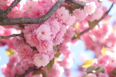 Sakura çiçekleri. Sakura dalları pembe çiçeklerle çiçek açıyor. Ağaç dallarındaki yemyeşil pembe çiçeklere yakın çekim. Doğa geçmişi. Bahar