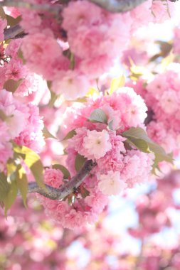 Sakura çiçekleri. Sakura dalları pembe çiçeklerle çiçek açıyor. Ağaç dallarındaki yemyeşil pembe çiçeklere yakın çekim. Doğa geçmişi. Bahar