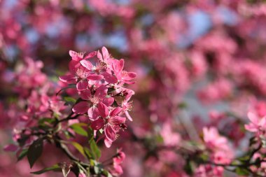 Mavi gökyüzünde çiçek açan elma ağacı. Süslü elma ağacının güzel pembe çiçekleri. Çiçekler yakın plan. Bahar arka planı. Parkta çiçek açan elma ağacı. Huzurlu doğa geçmişi