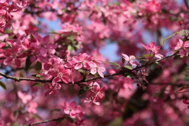 Mavi gökyüzünde çiçek açan elma ağacı. Süslü elma ağacının güzel pembe çiçekleri. Çiçekler yakın plan. Bahar arka planı. Parkta çiçek açan elma ağacı. Huzurlu doğa geçmişi