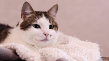 Evcil kedi sıcak bir battaniyeye uzanır. Rahat bir ortamda kedi. Bir kedinin portresi, yakın plan namlu. Evcil hayvan dinleniyor. Evde sevimli bir kedi var.