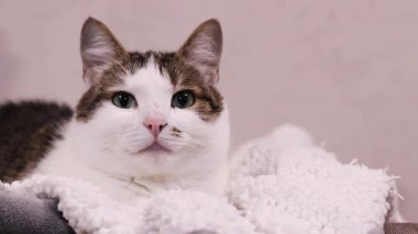 Evcil kedi sıcak bir battaniyeye uzanır. Rahat bir ortamda kedi. Bir kedinin portresi, yakın plan namlu. Evcil hayvan dinleniyor. Evde sevimli bir kedi var.