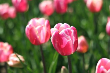 Lale çiçek açma dönemi. Güzel parlak çiçekler yakın plan. Pembe laleler tarlası. Park et. Doğal bahar geçmişi. Kartpostallar için çiçek fotoğrafı