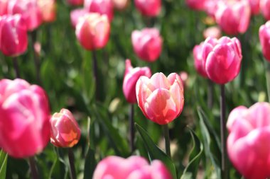 Lale çiçek açma dönemi. Güzel parlak çiçekler yakın plan. Pembe laleler tarlası. Park et. Doğal bahar geçmişi. Kartpostallar için çiçek fotoğrafı