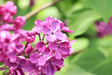 Seçici odaklı güzel leylak çiçekleri. Çiçek arkaplan. Baharda doğa. Leylak çalılarının yakın çekimi.