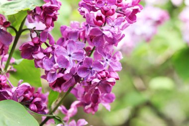 Seçici odaklı güzel leylak çiçekleri. Çiçek arkaplan. Baharda doğa. Leylak çalılarının yakın çekimi.
