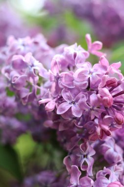 Seçici odaklı güzel leylak çiçekleri. Çiçek arkaplan. Baharda doğa. Leylak çalılarının yakın çekimi.
