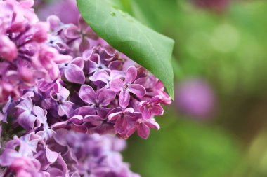 Seçici odaklı güzel leylak çiçekleri. Çiçek arkaplan. Baharda doğa. Leylak çalılarının yakın çekimi.