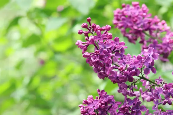 Seçici odaklı güzel leylak çiçekleri. Çiçek arkaplan. Baharda doğa. Leylak çalılarının yakın çekimi.