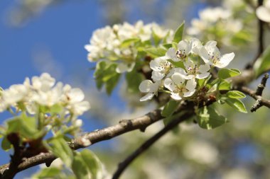 Armut çiçeği. Mavi gökyüzüne karşı beyaz çiçeklerle açan ağaç. Bahar. Armut üzerinde beyaz çiçekler. Doğa geçmişi. Meyve ağacı çiçekleri. Beyaz çiçekler. Çiçek açan bir armut dalı. Bahar arkaplanı