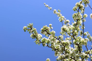 Armut çiçeği. Mavi gökyüzüne karşı beyaz çiçeklerle açan ağaç. Bahar. Armut üzerinde beyaz çiçekler. Doğa geçmişi. Meyve ağacı çiçekleri. Beyaz çiçekler. Çiçek açan bir armut dalı. Bahar arkaplanı