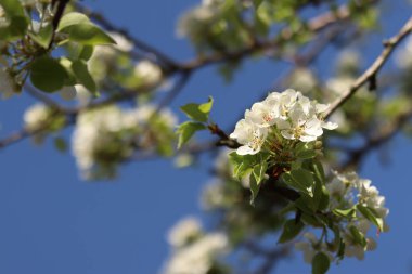Armut çiçeği. Mavi gökyüzüne karşı beyaz çiçeklerle açan ağaç. Bahar. Armut üzerinde beyaz çiçekler. Doğa geçmişi. Meyve ağacı çiçekleri. Beyaz çiçekler. Çiçek açan bir armut dalı. Bahar arkaplanı