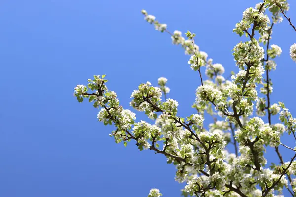 Armut çiçeği. Mavi gökyüzüne karşı beyaz çiçeklerle açan ağaç. Bahar. Armut üzerinde beyaz çiçekler. Doğa geçmişi. Meyve ağacı çiçekleri. Beyaz çiçekler. Çiçek açan bir armut dalı. Bahar arkaplanı