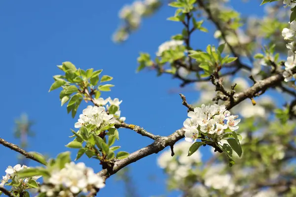 Armut çiçeği. Mavi gökyüzüne karşı beyaz çiçeklerle açan ağaç. Bahar. Armut üzerinde beyaz çiçekler. Doğa geçmişi. Meyve ağacı çiçekleri. Beyaz çiçekler. Çiçek açan bir armut dalı. Bahar arkaplanı