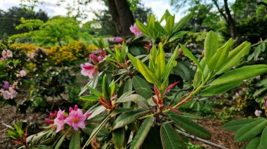 Rhododendron yapraklarına yakın çekim. Azaleas 'ın yakın çekimi. Parkta her zaman yeşil olan Rhododendron yaprakları. Güzel açelya çalıları. Doğal arka plan. Park ya da bahçe. Parkta peyzaj.