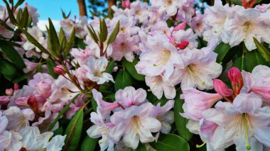 Parkta tomurcuklanan Rhododendronlar. Güzel çiçekler. Doğal bahar geçmişi. Azaleas. Toplu rhododendron çiçekleri. Yaz bahçesinde çiçek açan gür çalılar. Bush çiçek açtı. Azaleas yakın çekim
