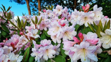 Parkta tomurcuklanan Rhododendronlar. Güzel çiçekler. Doğal bahar geçmişi. Azaleas. Toplu rhododendron çiçekleri. Yaz bahçesinde çiçek açan gür çalılar. Bush çiçek açtı. Azaleas yakın çekim