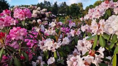 Parkta tomurcuklanan Rhododendronlar. Güzel çiçekler. Doğal bahar geçmişi. Azaleas. Toplu rhododendron çiçekleri. Yaz bahçesinde çiçek açan gür çalılar. Bush çiçek açtı. Azaleas yakın çekim