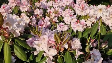 Parkta tomurcuklanan Rhododendronlar. Güzel çiçekler. Doğal bahar geçmişi. Azaleas. Toplu rhododendron çiçekleri. Yaz bahçesinde çiçek açan gür çalılar. Bush çiçek açtı. Azaleas yakın çekim
