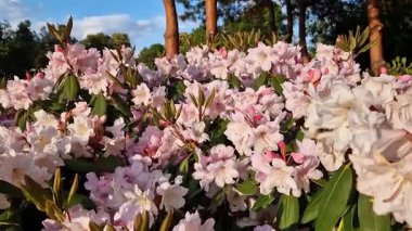 Parkta tomurcuklanan Rhododendronlar. Güzel çiçekler. Doğal bahar geçmişi. Azaleas. Toplu rhododendron çiçekleri. Yaz bahçesinde çiçek açan gür çalılar. Bush çiçek açtı. Azaleas yakın çekim