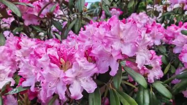 Parkta tomurcuklanan Rhododendronlar. Güzel çiçekler. Doğal bahar geçmişi. Azaleas. Toplu rhododendron çiçekleri. Yaz bahçesinde çiçek açan gür çalılar. Bush çiçek açtı. Azaleas yakın çekim